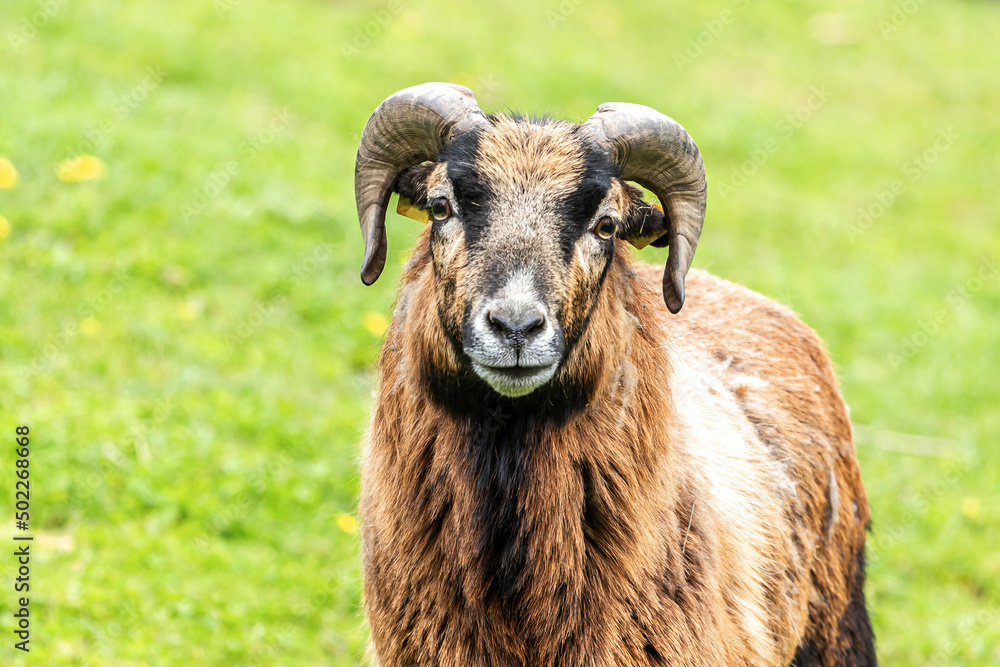 Portrait of a free-range cameroon ram on a pasture in spring outdoors Portrait of a free-range cameroon ram on a pasture in spring outdoors