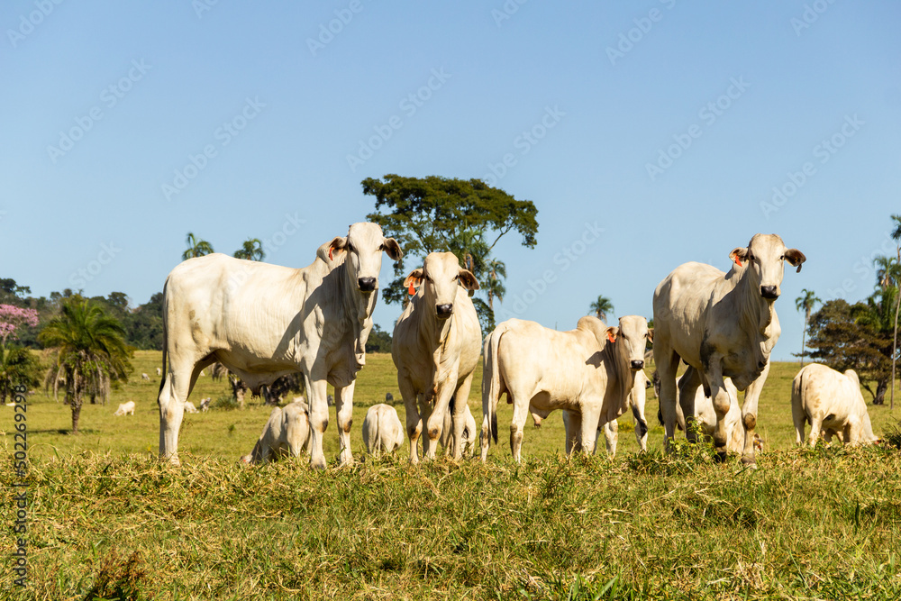 Paisagem de beira de estrada no Brasil com gado comendo grama verde em um dia com céu claro. Paisagem rural no interior do Brasil. Rodovia GO-060.