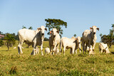 Paisagem de beira de estrada no Brasil com gado comendo grama verde em um dia com céu claro. Paisagem rural no interior do Brasil. Rodovia GO-060.