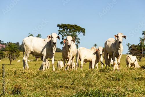 Fototapeta Naklejka Na Ścianę i Meble -  Paisagem de beira de estrada no Brasil com gado comendo grama verde em um dia com céu claro. Paisagem rural no interior do Brasil. Rodovia GO-060.