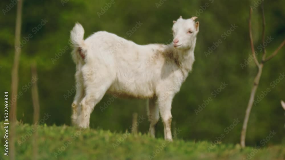 domestic white goat grazes on the lawn domestic white goat grazes on the lawn