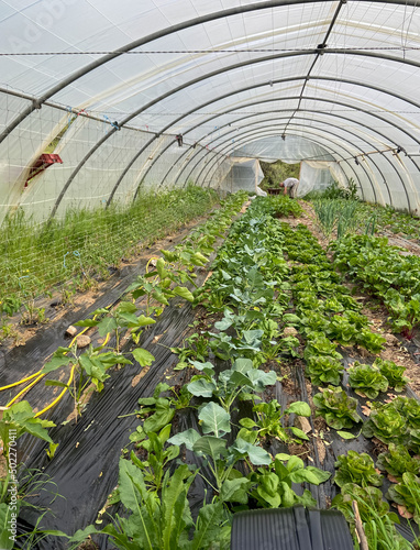 Potager d’une serre dans les Cévennes, Occitanie