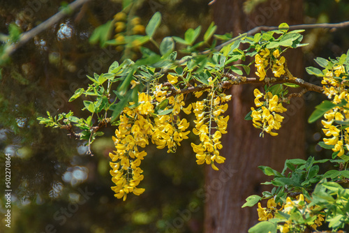 flowers in the garden