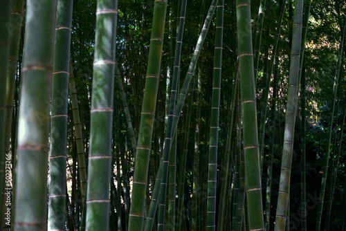 Japanese bamboo grove as a background material