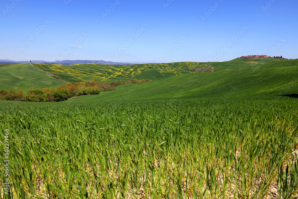 Crete Senesi rural landscape. Green fields of Tuscany near Siena, Italy, Europe