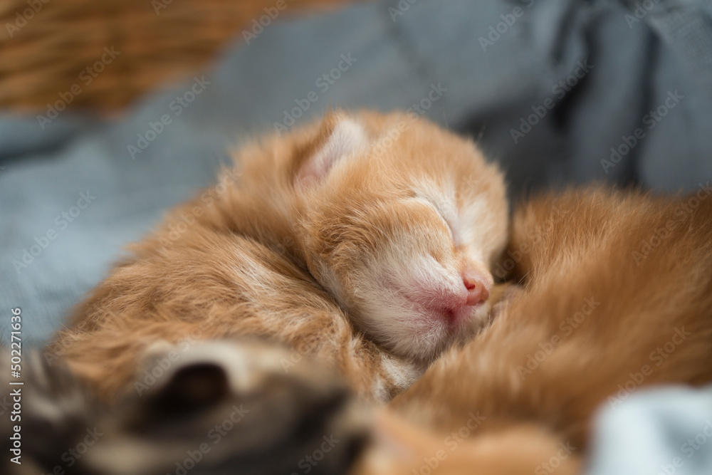 Cute newborn ginger kitten sleeping  in basket .Macro