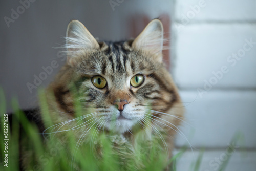 Fototapeta Naklejka Na Ścianę i Meble -  Cute striped cat sitting beside a plant pot with fresh green grass and eating.