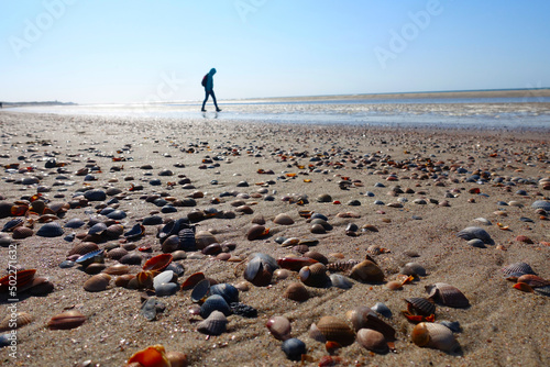 Many shells in the Netherlands