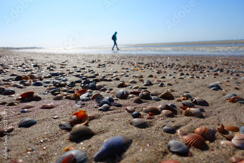 Many shells in the Netherlands