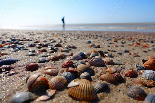 Many shells in the Netherlands