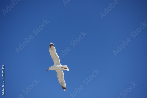 Seagull flying high on the wind. flying gull. Seagull flying on beautiful blue sky.
