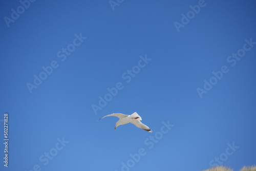 Seagull flying high on the wind. flying gull. Seagull flying on beautiful blue sky.