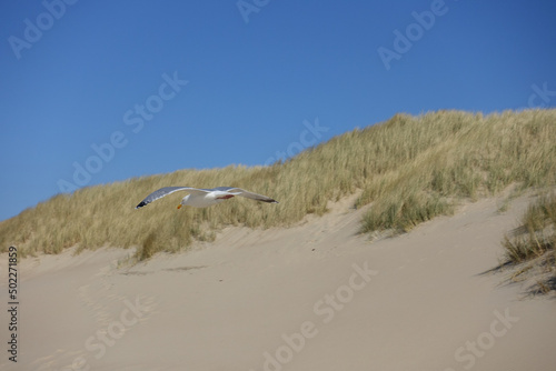 Seagull flying high on the wind. flying gull. Seagull flying on beautiful blue sky.