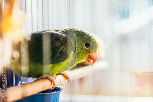 Maritaca verde, papagaio verde, Cocota verde, psitacídeos
