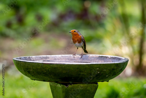 Canvas Print A close up of a robin standing on the edge of a bird bath