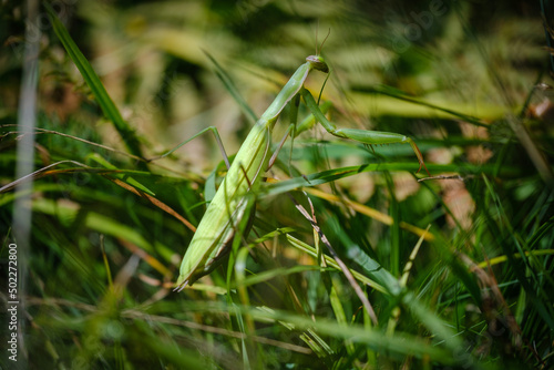 Green mantis in the camouflaged in grass