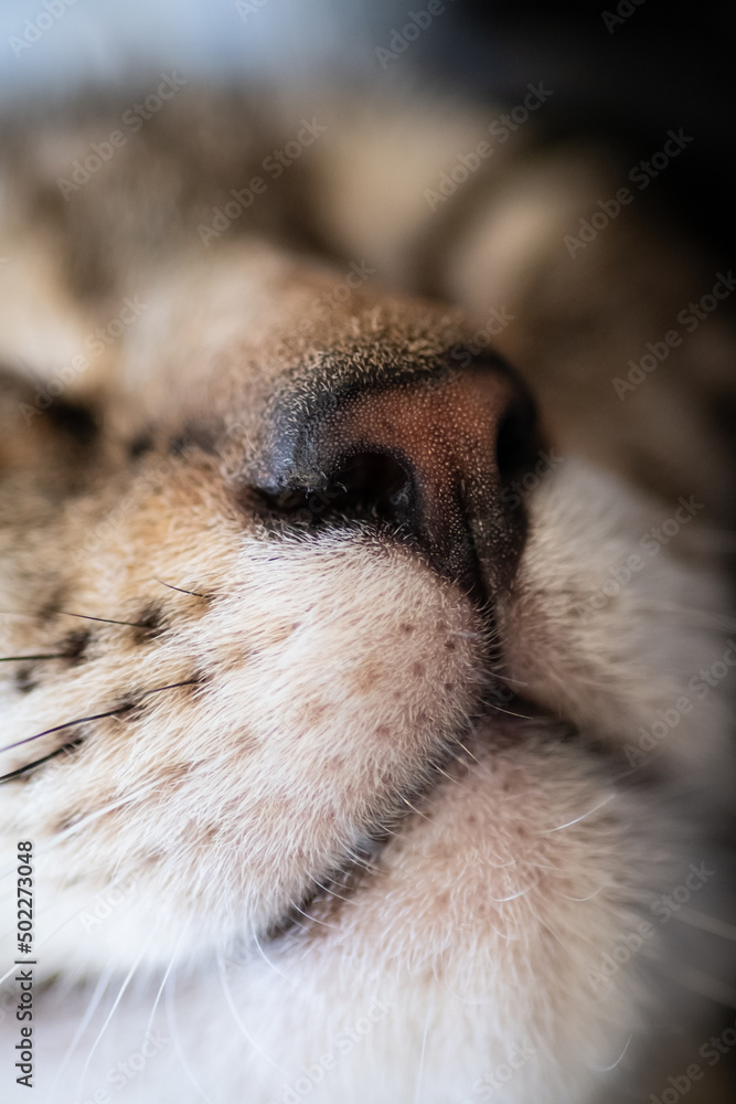 Obraz premium Close up shot of a cat's nose and whiskers.