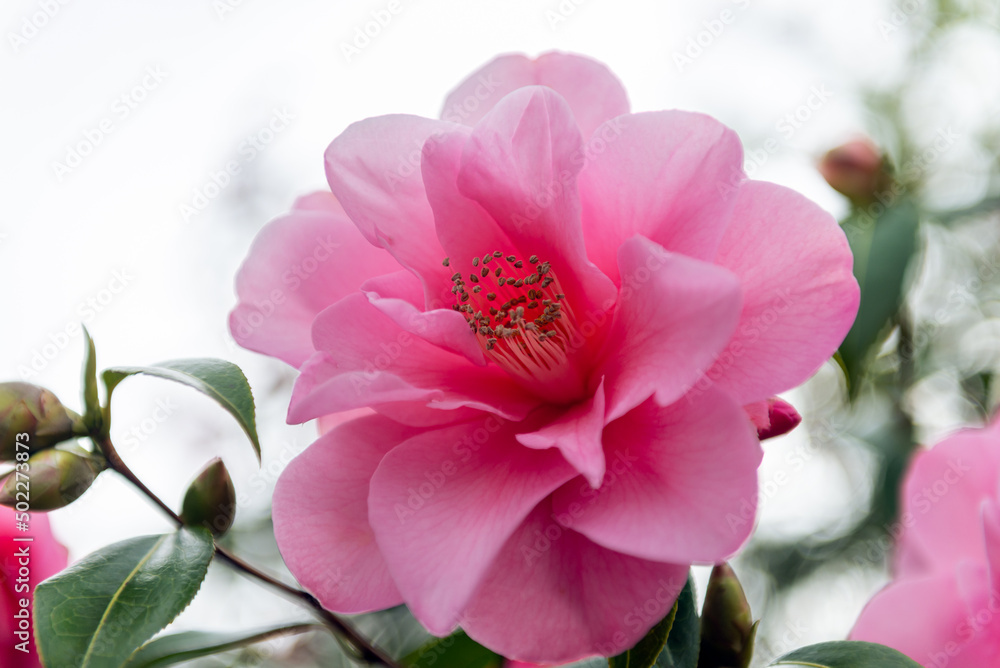 Beautiful Pink Evergreen Camellia Tree with Blooming Flowers during Springtime in English Garden, UK. Spring floral background Beautiful Pink Evergreen Camellia Tree with Blooming Flowers during Springtime in English Garden, UK. Spring floral background
