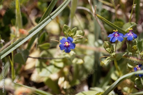 Flower of a blue pimpernel, Lysimachia foemina photo