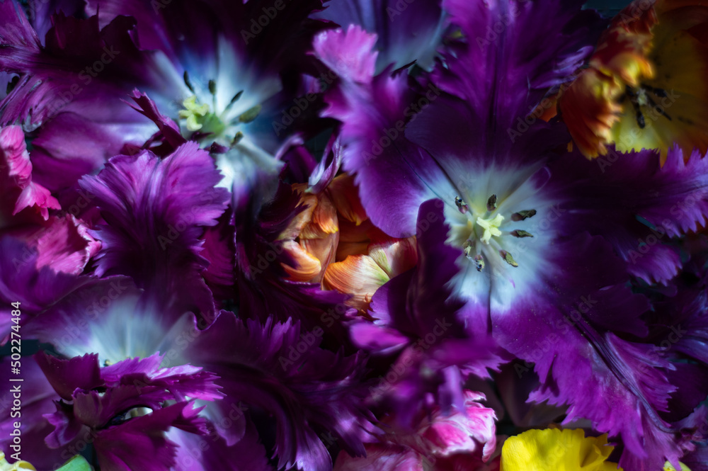 Beautiful Fully Open Bunch of Colorful Parrot Style Tulips on dark background, spring holiday concept, art background, copy space Beautiful Fully Open Bunch of Colorful Parrot Style Tulips on dark background, spring holiday concept, art background, copy space