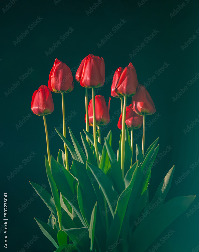 Fototapeta Red tulips in the garden taken at night in the dark lit by torch sidelight.