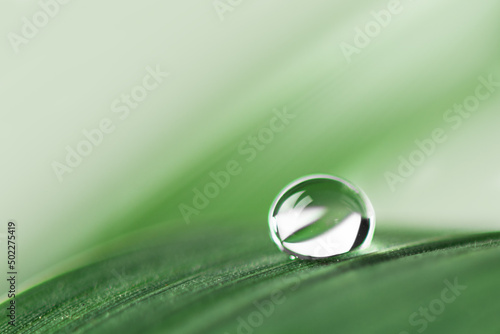 Clean transparent water drop on grass leaf closeup. Grass with water bubble, spring summer background. © Inna Dodor
