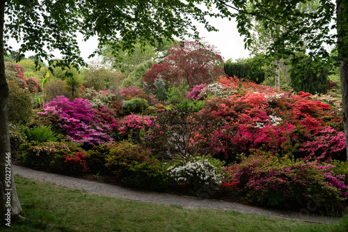Fototapeta Naklejka Na Ścianę i Meble -  Beautiful Garden with blooming trees and bushes during spring time, Wales, UK