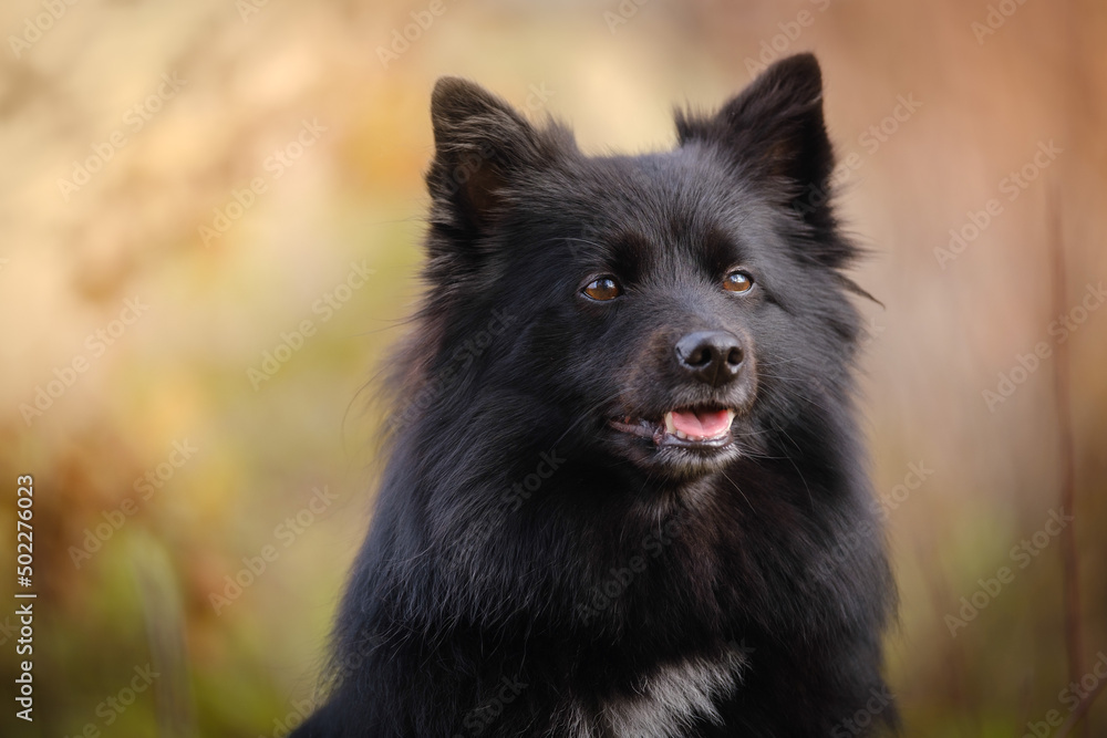 Black medium German spitz dog Black medium German spitz dog