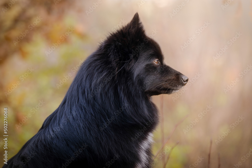 Black medium German spitz dog Black medium German spitz dog