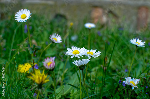 Common daisy  Bellis perennis  spring flowers