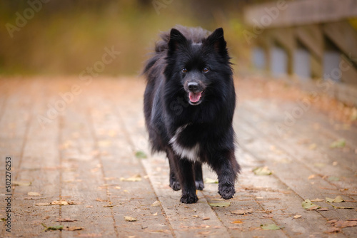 Black medium German spitz dog