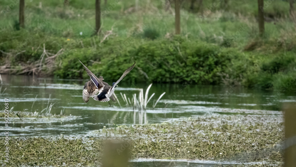 mallard duck (Anas platyrhynchos) flying down to land on a river mallard duck (Anas platyrhynchos) flying down to land on a river