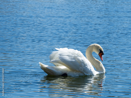 Swan na błękitnej wodzie