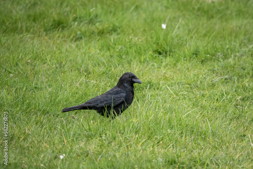common raven (Corvus Corax) seeks out bugs and worms in lush green meadow grass