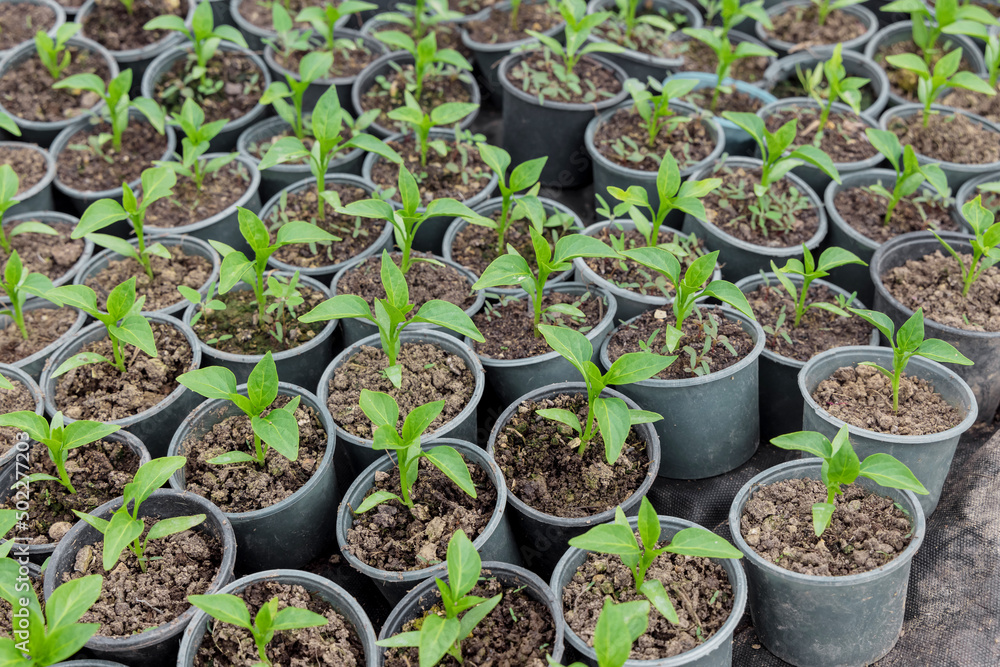 Bell pepper seedlings growing in a plastic tray in greenhouse. Bell pepper seedlings growing in a plastic tray in greenhouse.