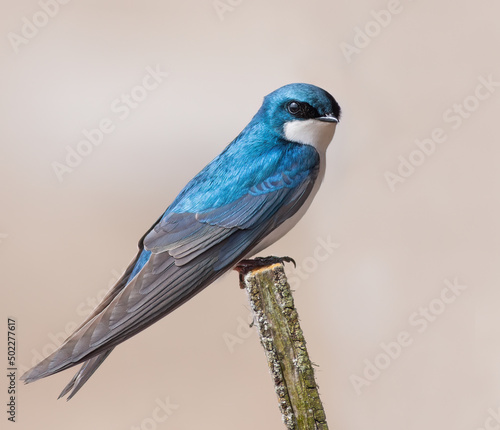 Fotografia Tree swallow perched on an old wooden nest in Ottawa, Canada
