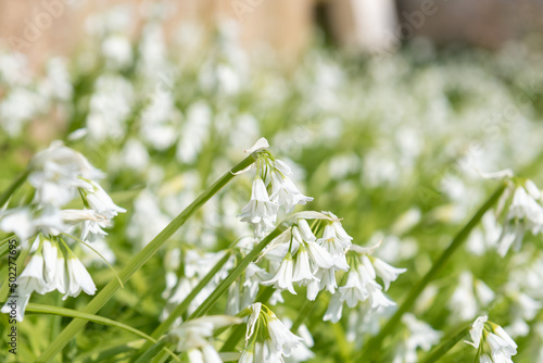 Three cornered leek (allium triquetrum) flowers in bloom photo