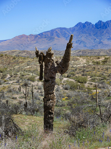 saguaro skeleton  photo