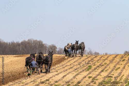 Two Amish Men with their Team of Horses Plowing a Field on a Hill   Holmes County  Ohio