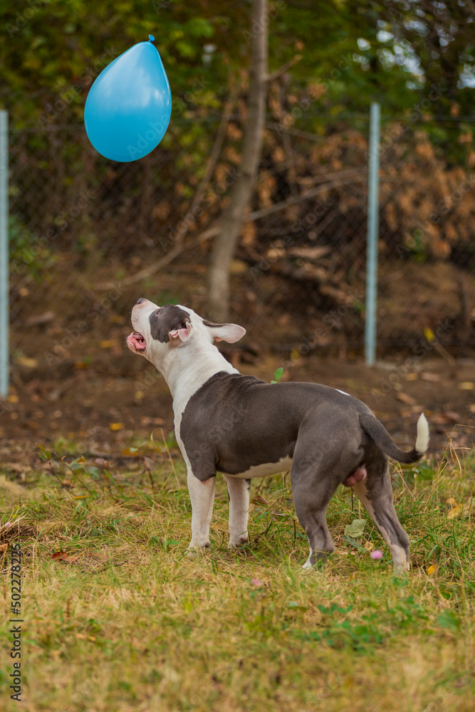 pit bull terrier dog playing with a blue balloon