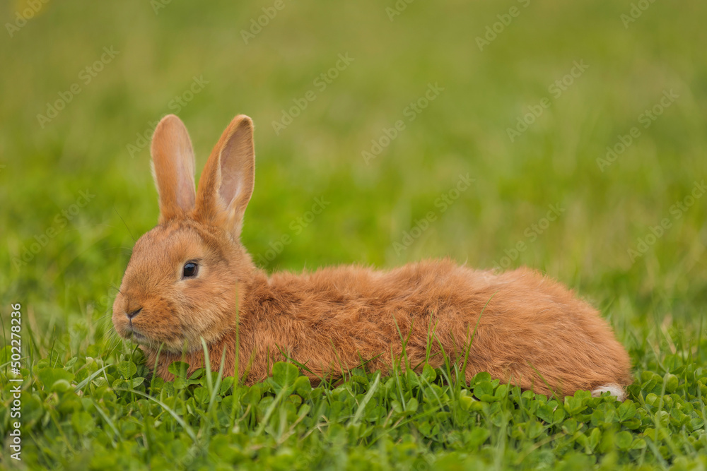 orange rabbit on the lawn grazes the grass orange rabbit on the lawn grazes the grass