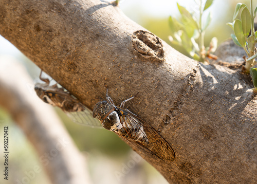 Cicada on a tree brunch 