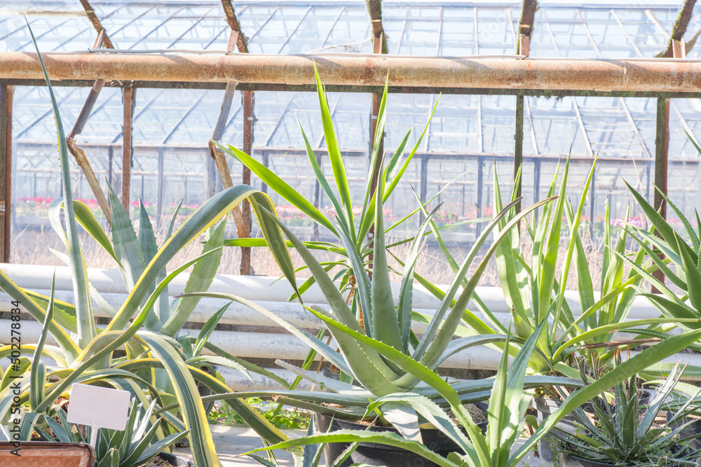 Obraz premium In the rays of the sun inside a large green house with tropical exotic plants