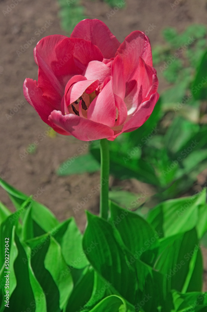 One pink double tulip flower (Tulipa) in a flower garden with hosta leaves close-up