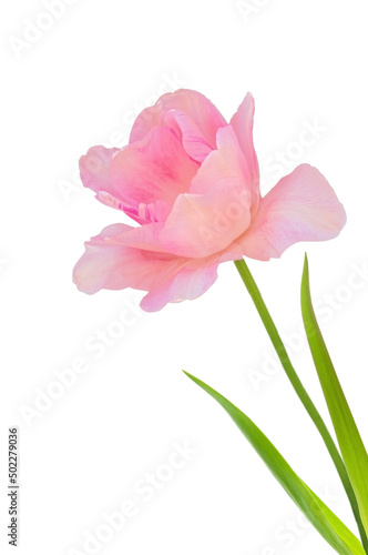 One light pink tulip flower (Tulipa) with green leaves on a white isolated background close-up