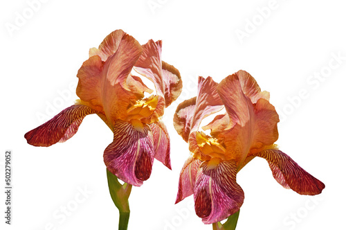 Two colorful bright iris flowers of yellow red pink shade close-up on a white isolated background