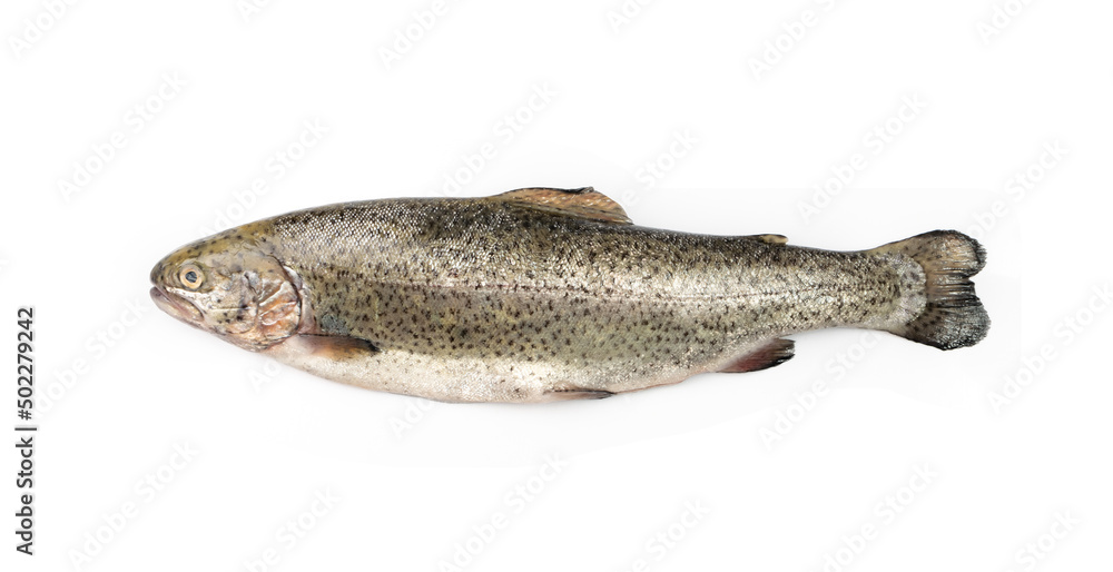 Fototapeta premium Raw Trout Isolated