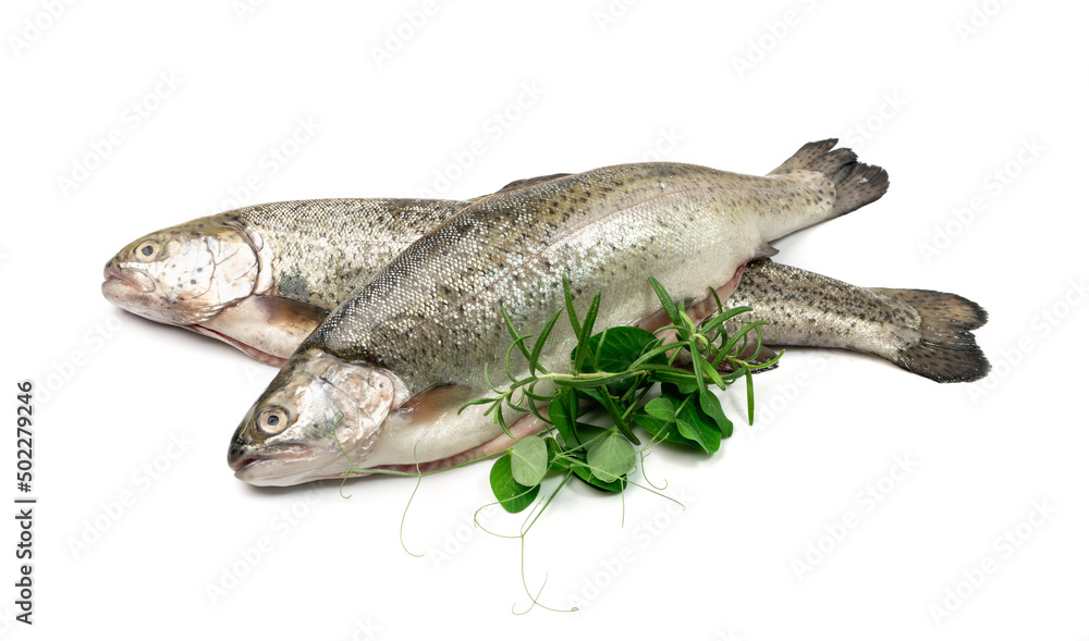 Fototapeta premium Raw Trout Isolated