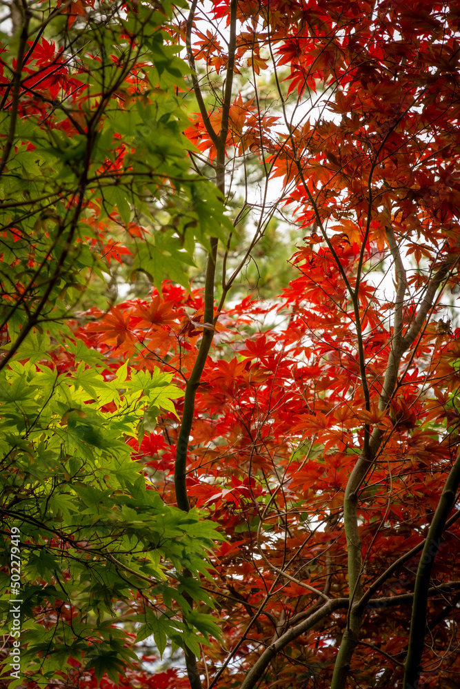 Many maple leaves in green and red foliage Many maple leaves in green and red foliage