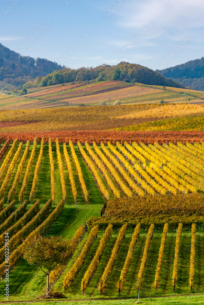 Blick über bunte Weinfelder im Herbst, Pfalz